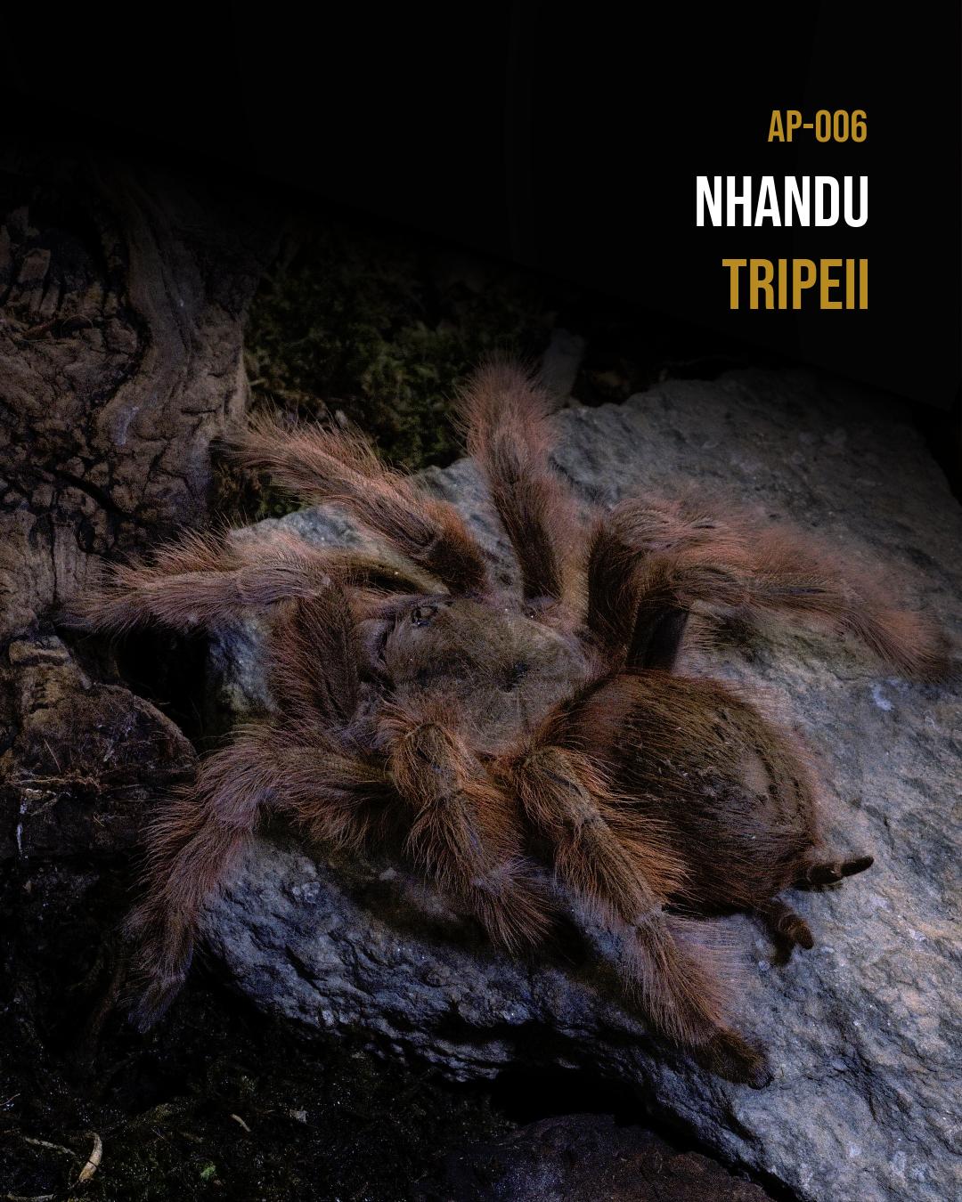 Nhandu tripepii